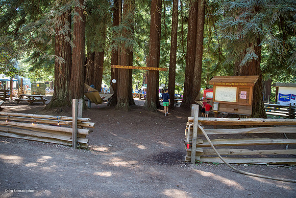 Redwood Ramble, 2015