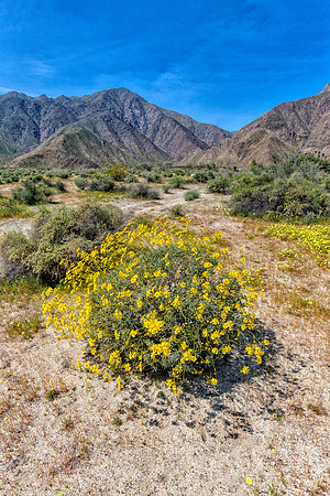 Anza Borrego State Park  March 17, 2017