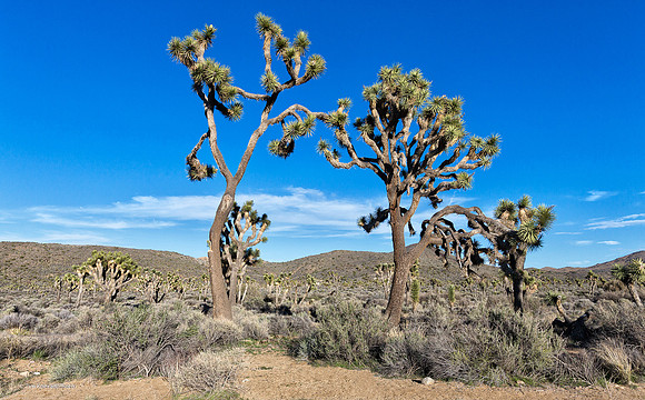 Joshua Tree NP