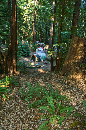 Redwood Ramble, 2015