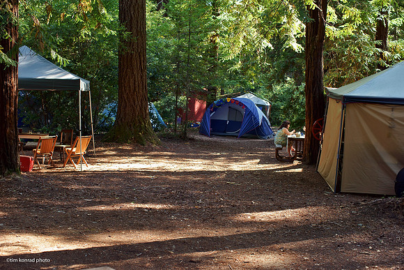 Redwood Ramble, 2015