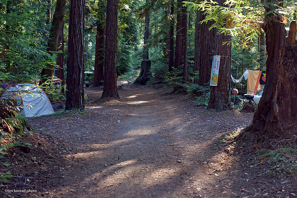 Redwood Ramble, 2015