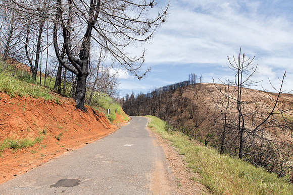 The old and the new, Butte fire aftermath, Jesus Maria Road, Calaveras County, CA, April 22, 2016