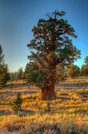 Bennet Juniper, Tuolumne County