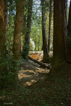 Redwood Ramble, Camp Navarro, 2015