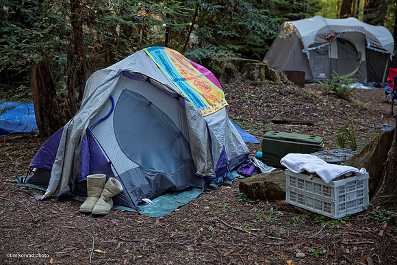 Redwood Ramble, 2015