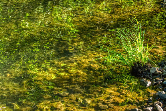 Along the Creek