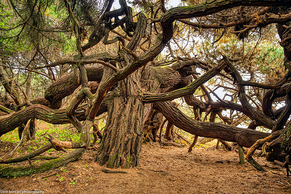 Sitka Spruce, Jughandle State Preserve, Mendocino Coast, 2015