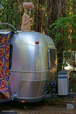 Redwood Ramble, 2015